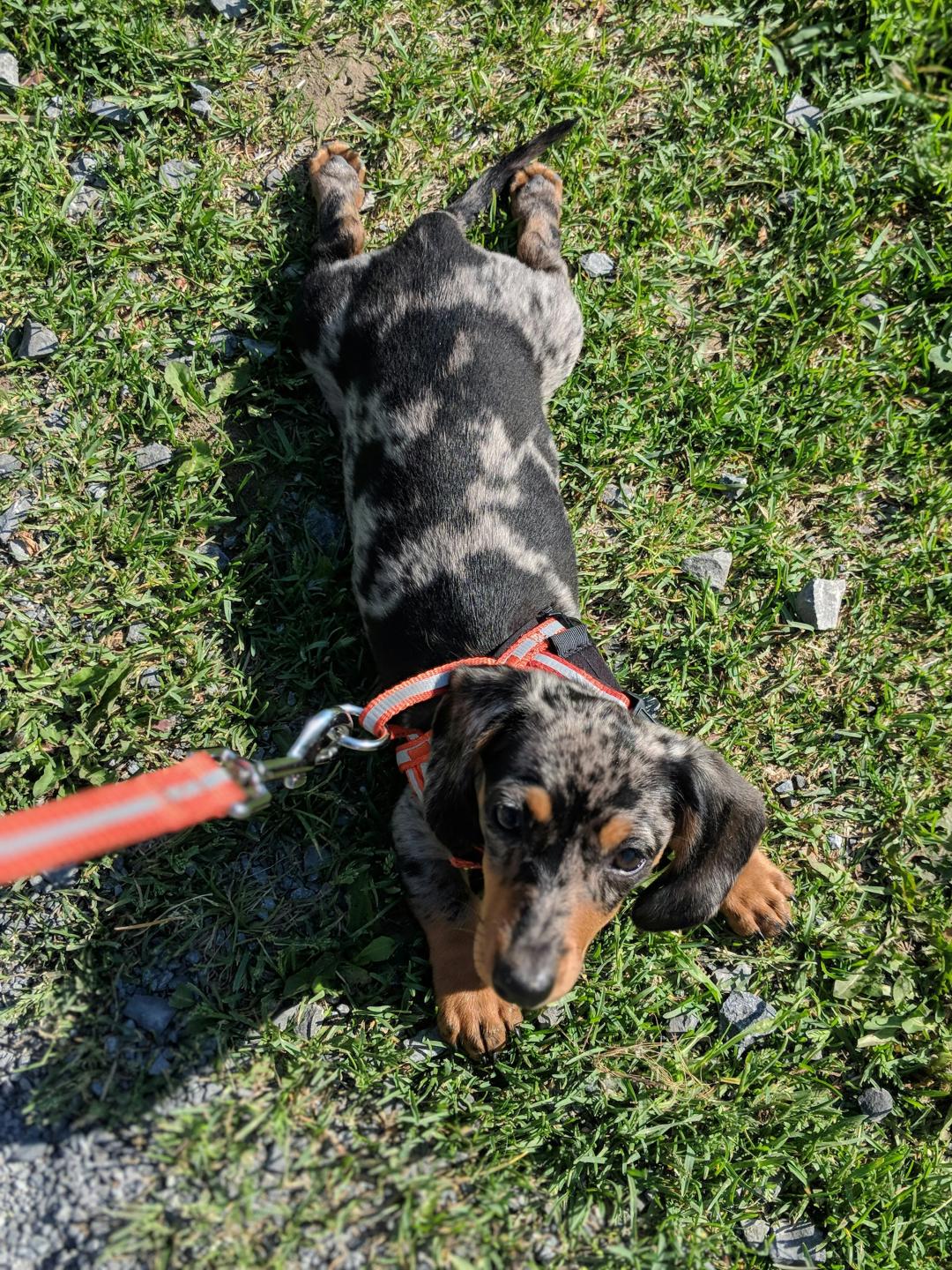 Cane in fase di addestramento