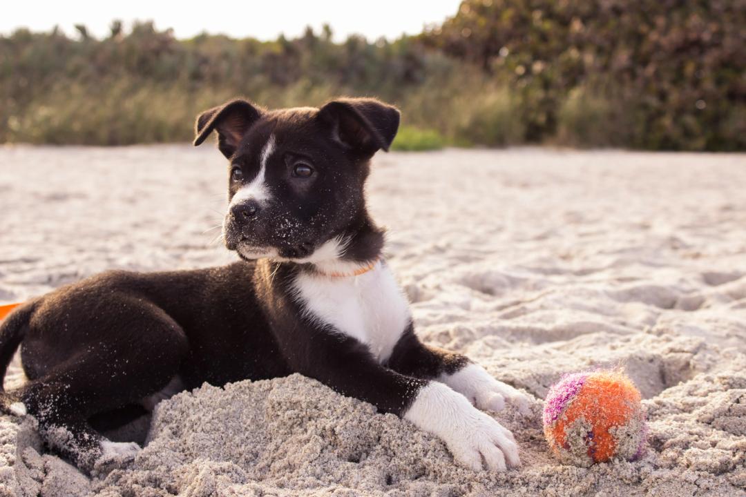 Cane felice con pallina