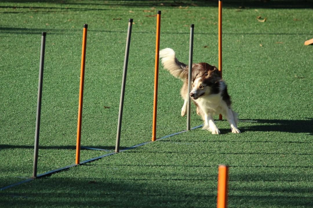 Cane in addestramento