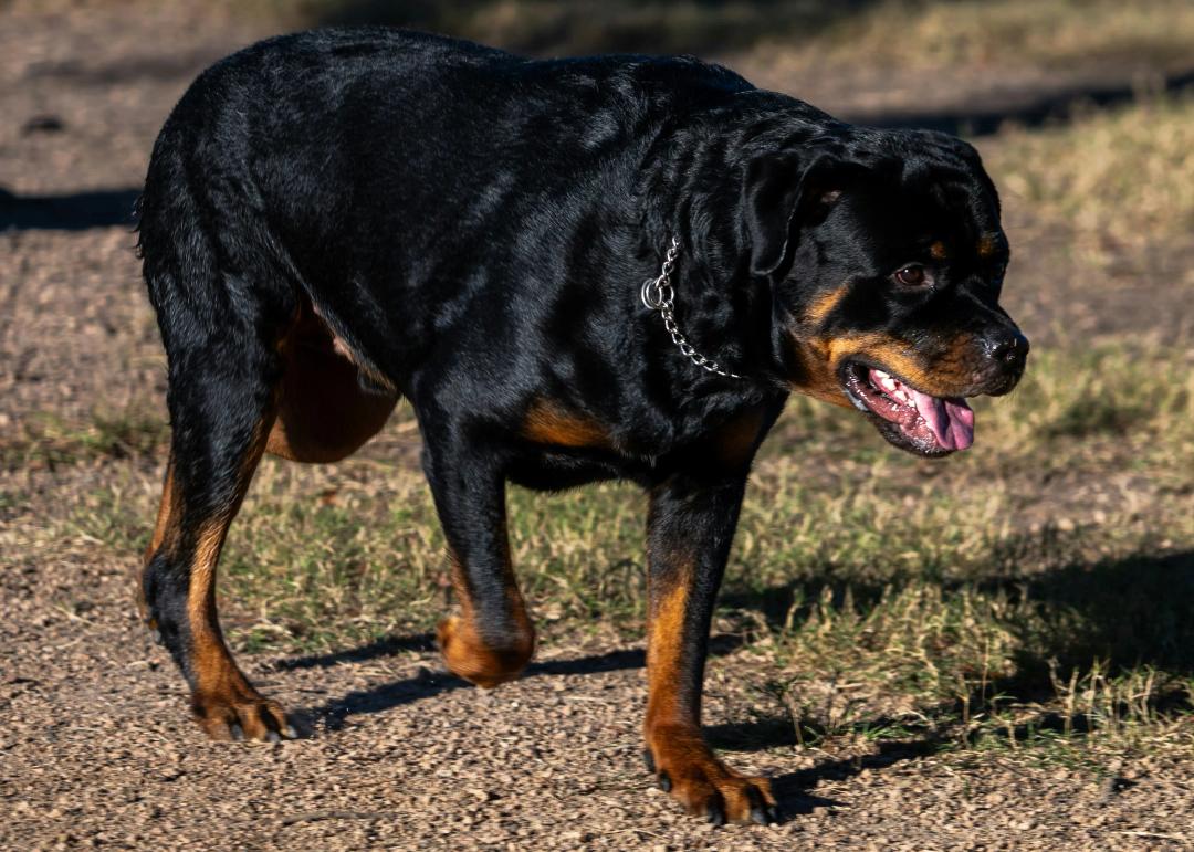 Rottweiler