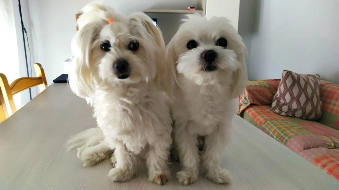 Cane Maltese