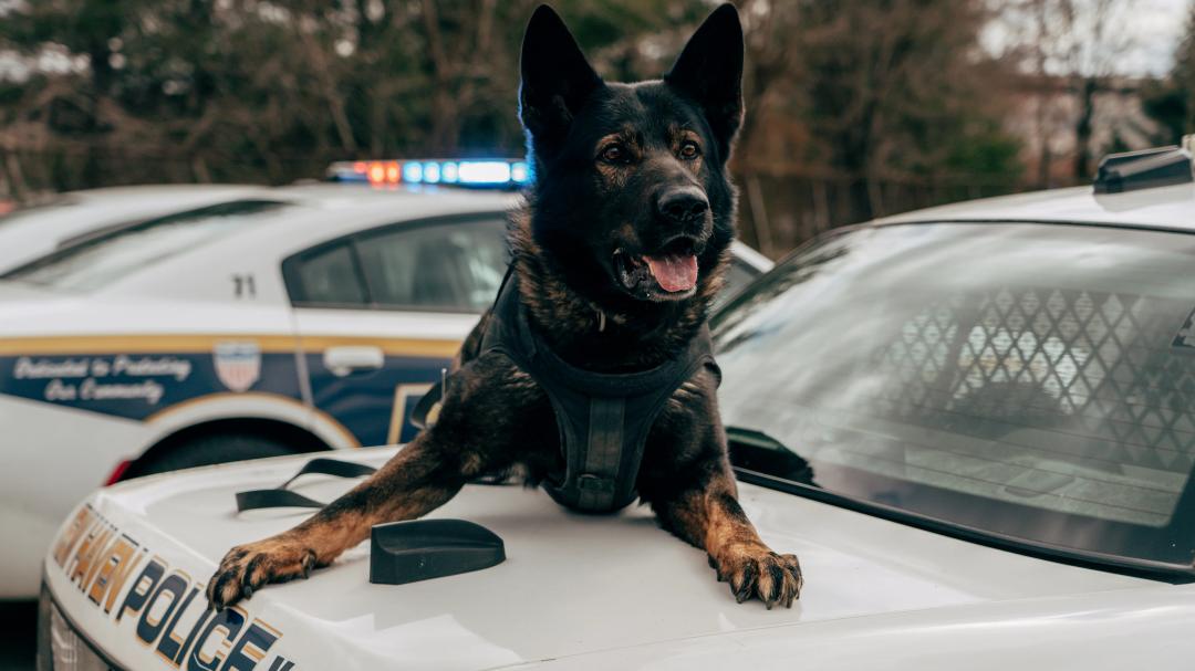 Malinois belga
