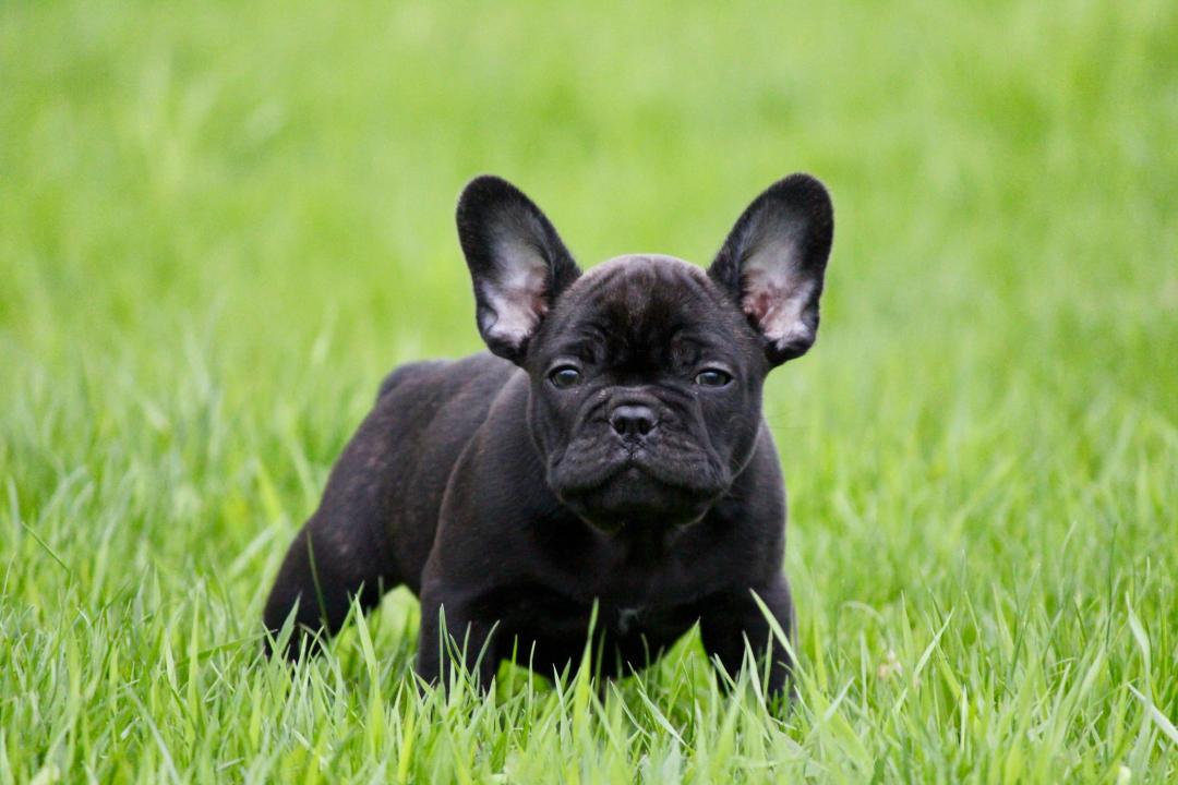 Bulldog Francese