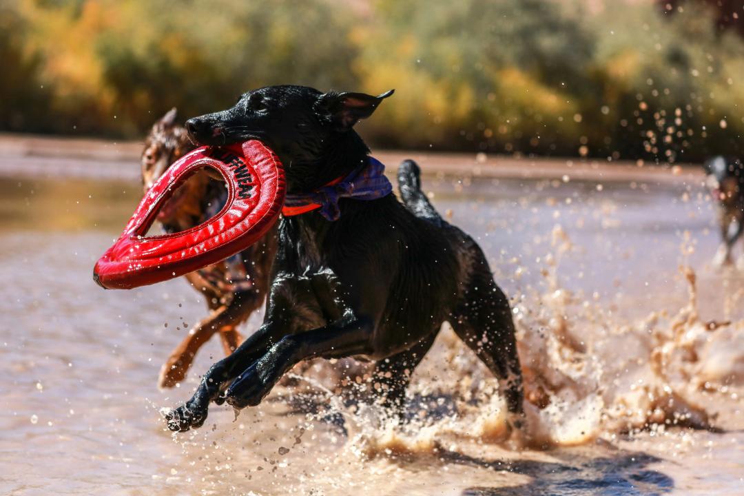 Cani da soccorso in azione