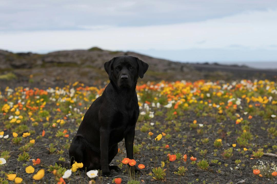 Labrador Retriever