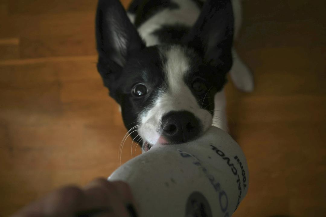 Cucciolo che gioca