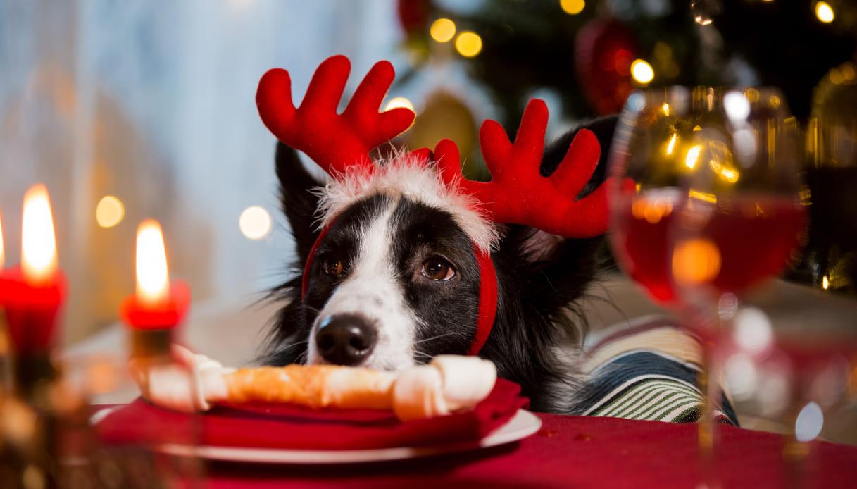 I Migliori Accessori Natalizi per Cani: Idee Regalo per il Tuo Amico a Quattro Zampe