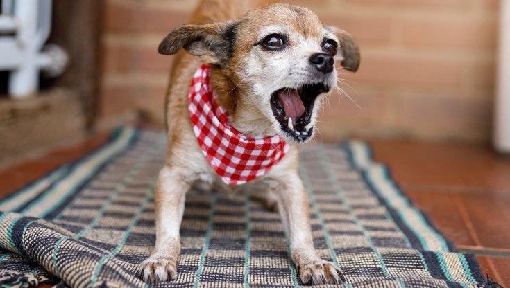 Cane abbaia con occhi vivaci, che paura!