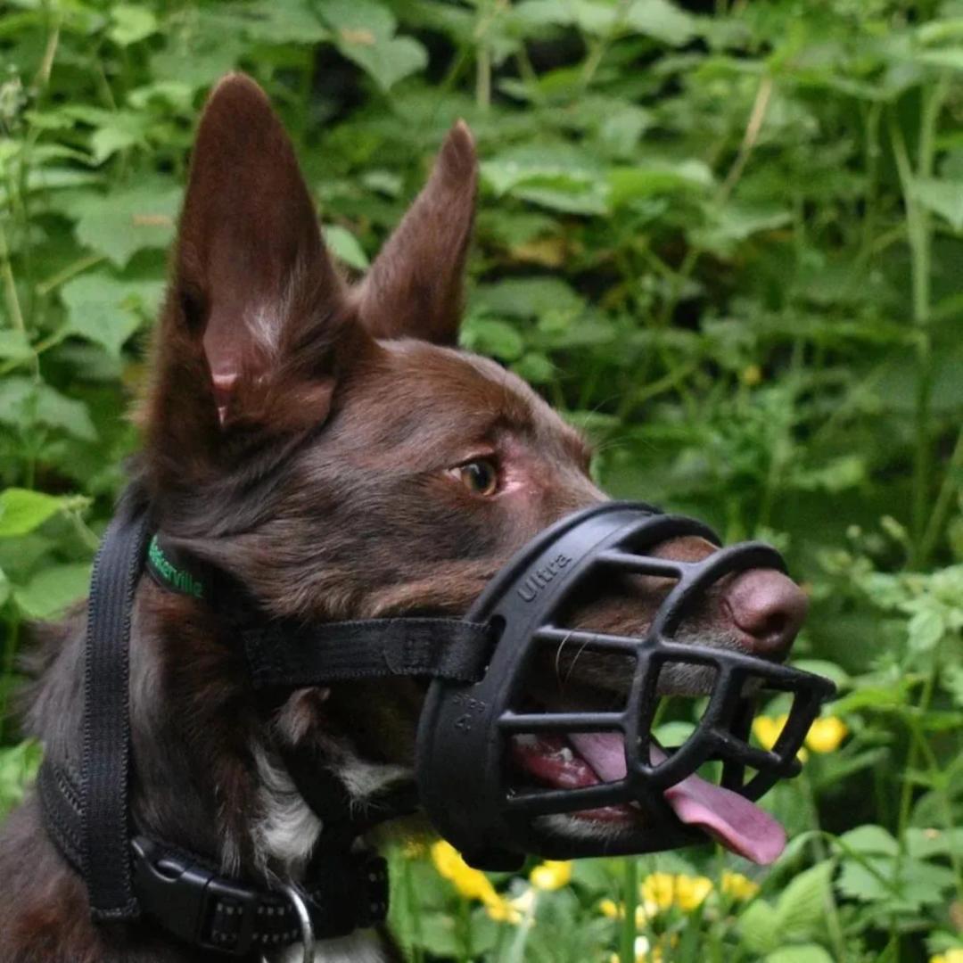 Cane con museruola durante una passeggiata