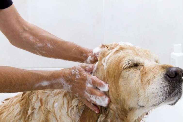 Cane pulito pronto per dormire