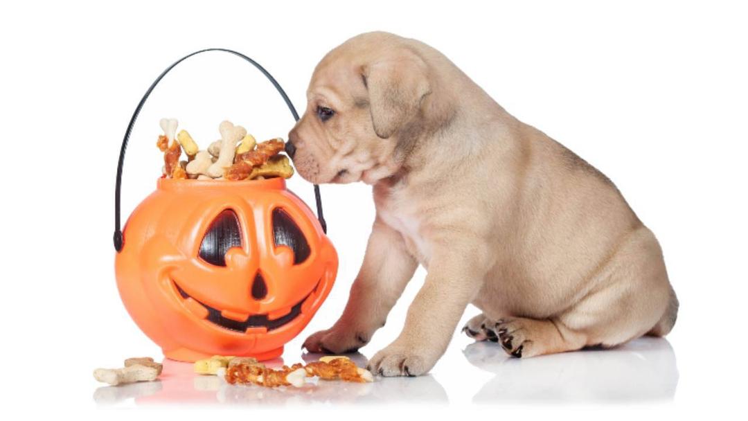 Dolcetti sicuri per cani a Halloween