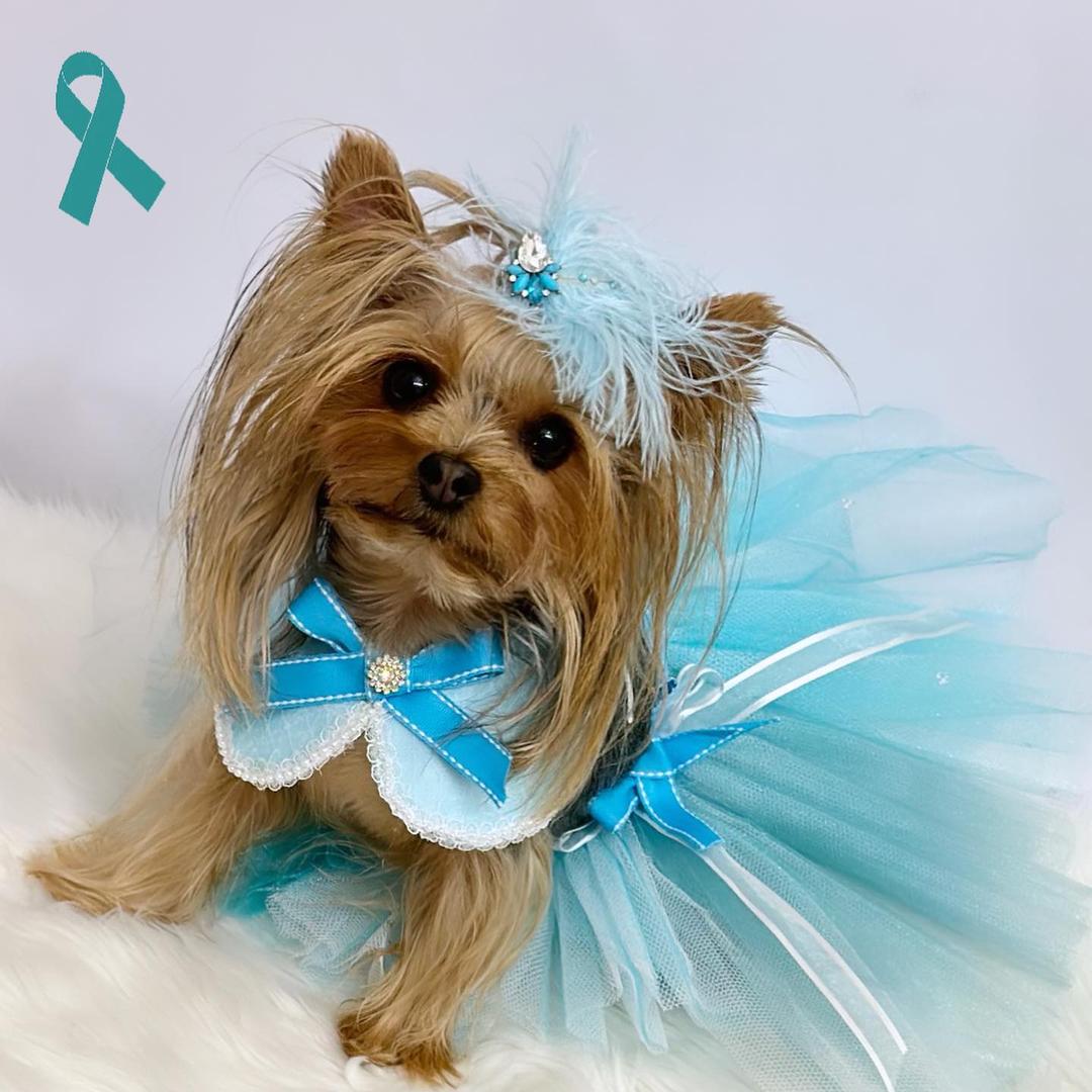 Chanel, la fashionista dei cani piccolissimi