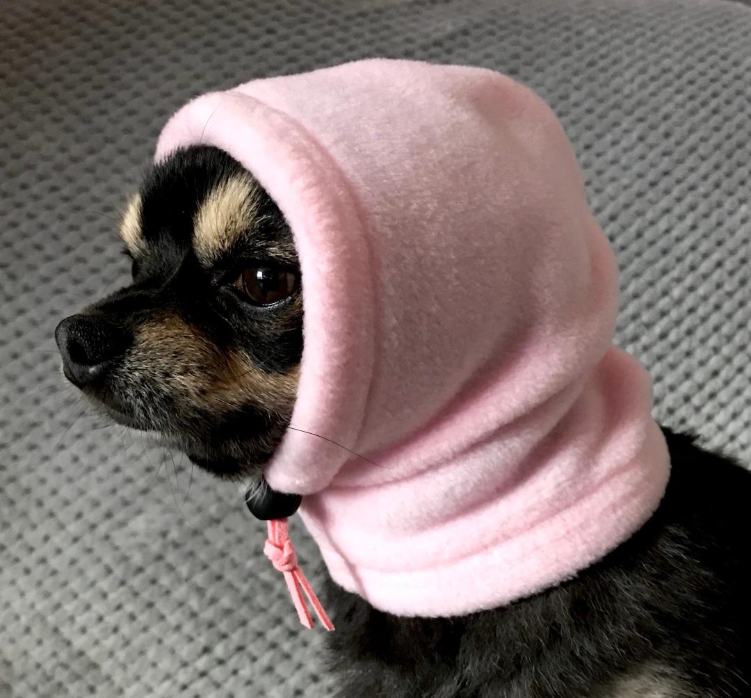 Chihuahua con cappottino per protezione dal freddo