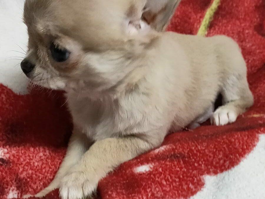Chihuahua piccolissimo!