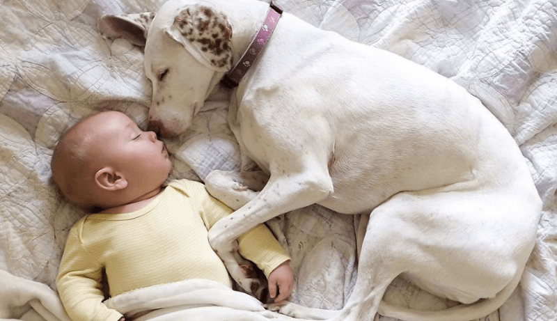Cane che dorme accanto al proprietario sul letto