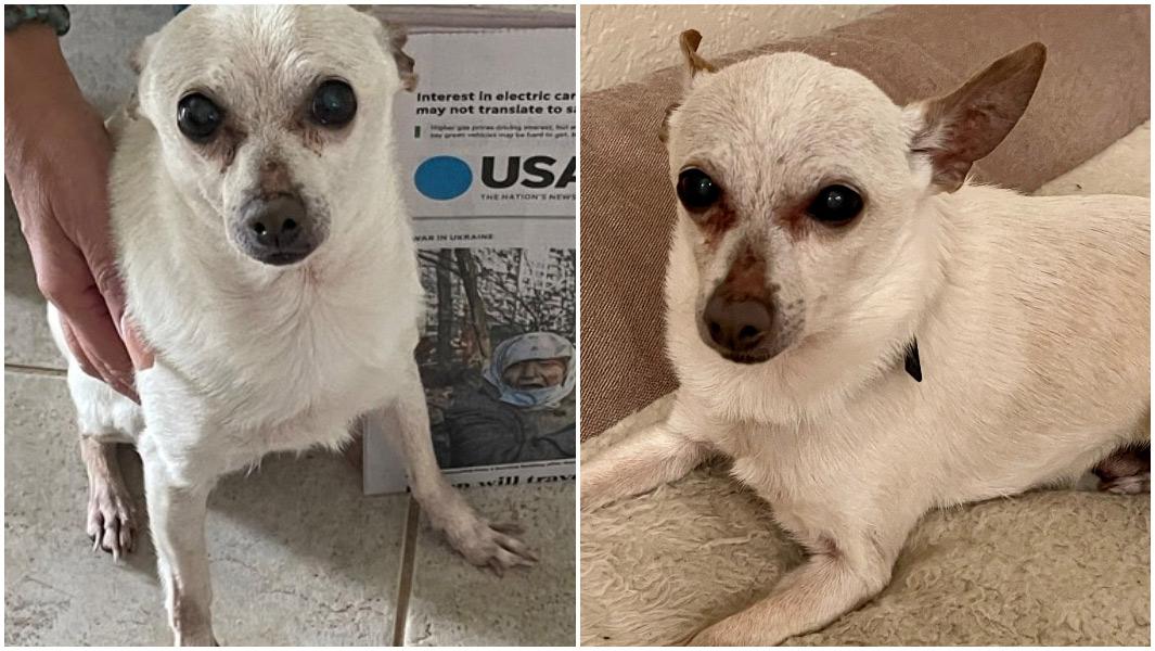 TobyKeith, il Chihuahua più longevo
