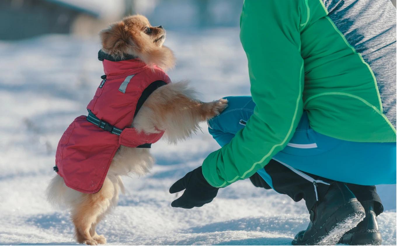 Cani e inverno: proteggili dal freddo