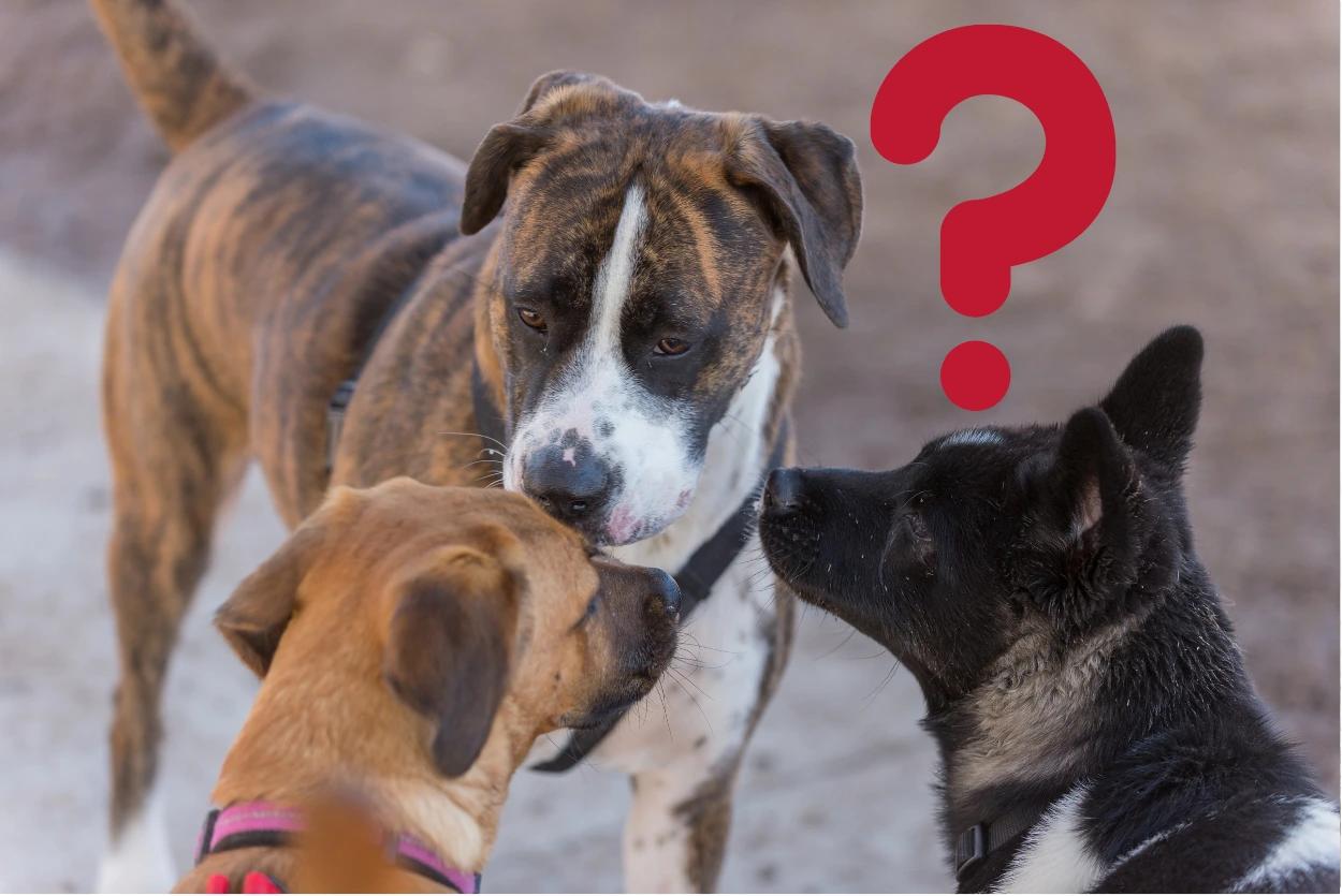 Far socializzare il cane con altri