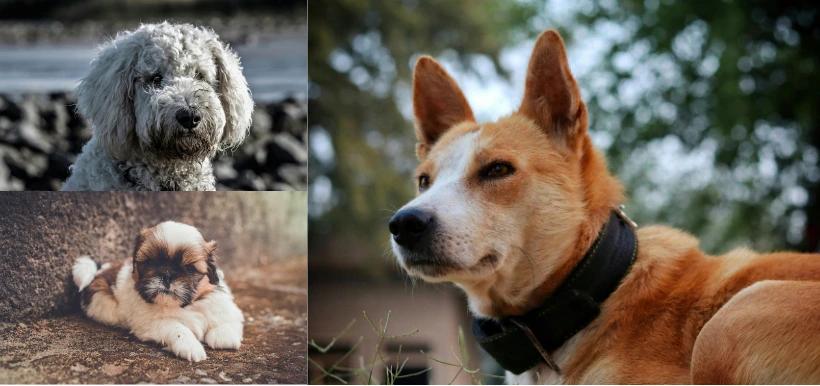 Le migliori razze di cani per le persone allergiche