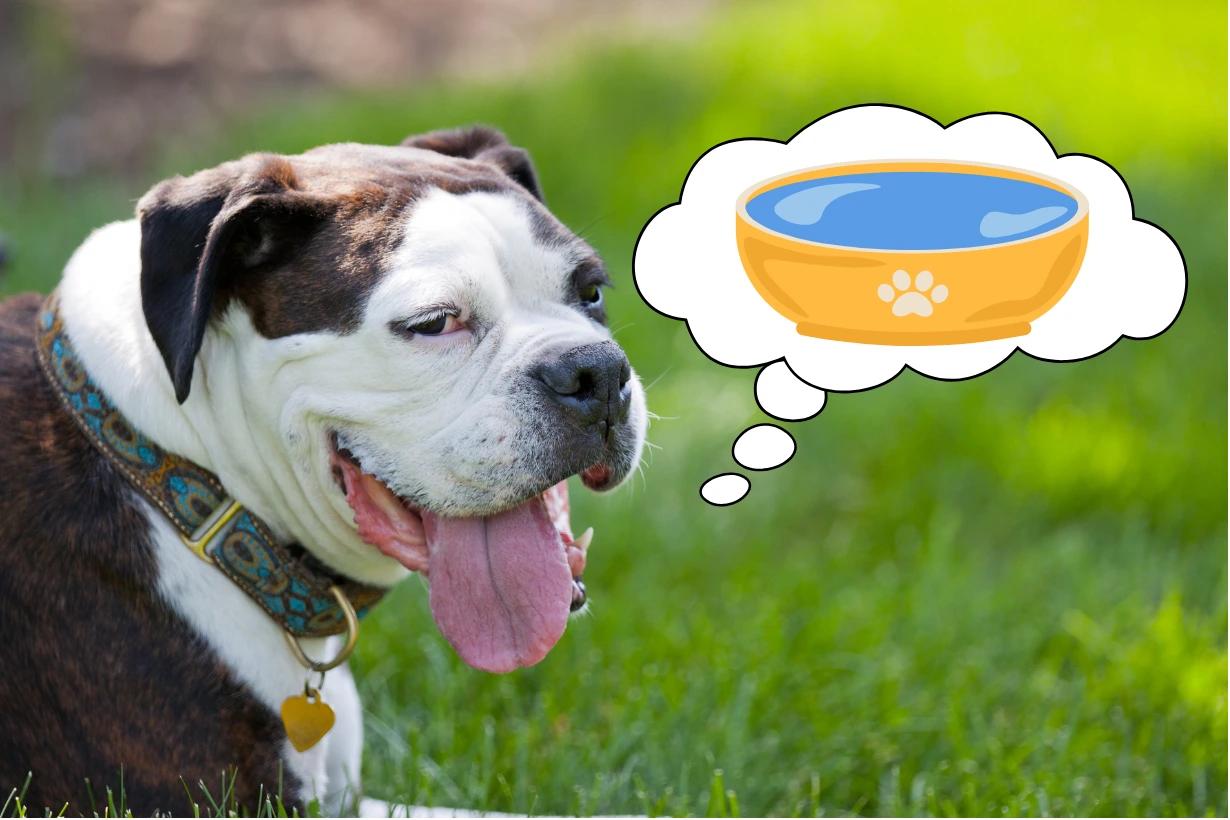 Prevenire colpi di calore nei cani