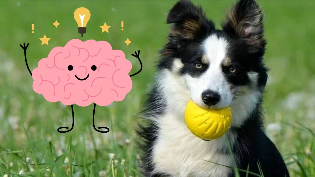 Le razze di cani più intelligenti e facili da addestrare