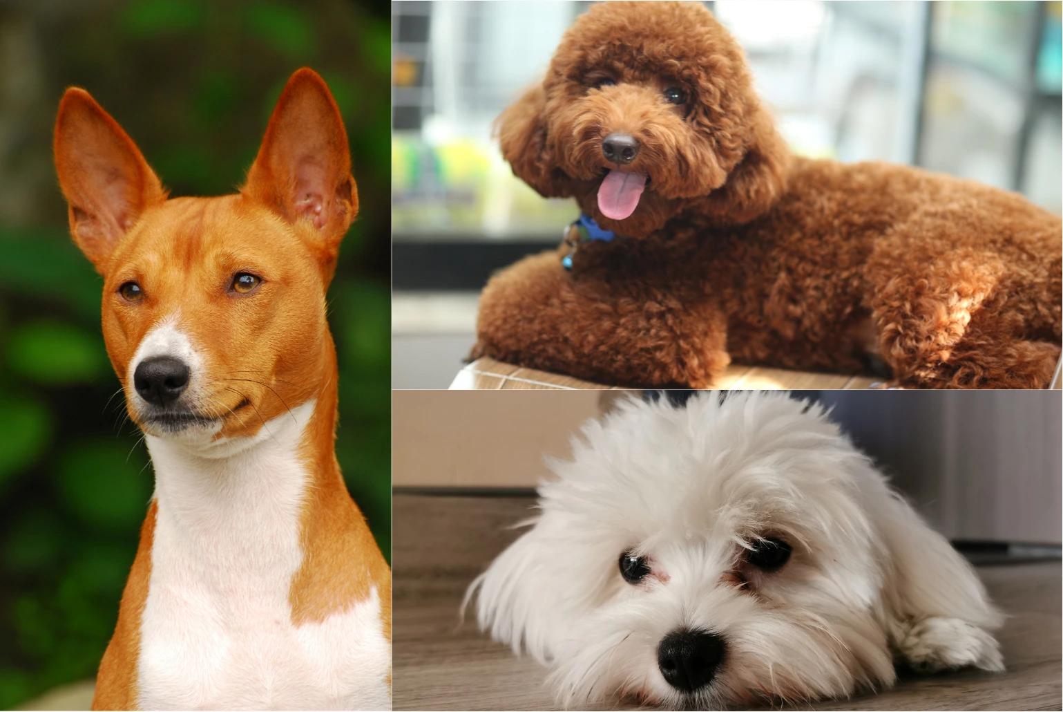 Razze di cani senza perdita di pelo