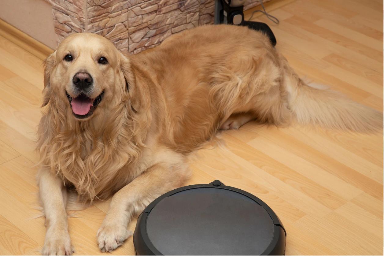 Routine quotidiana per il tuo cane