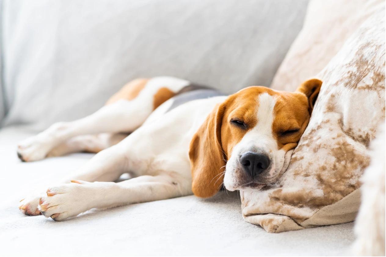Scegliere il letto giusto per il cane