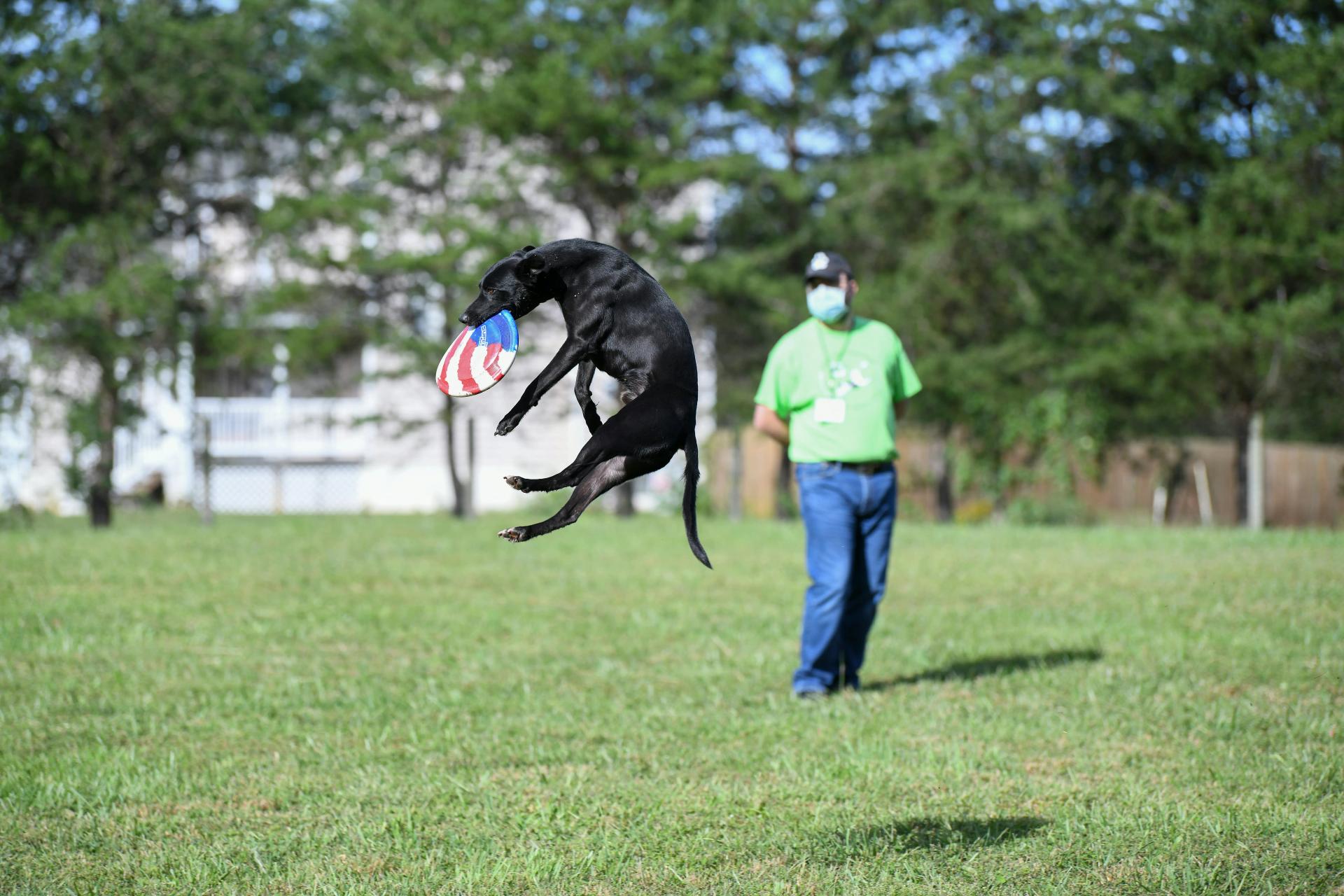 Attività che Impegnano i Cani in Gare di Destrezza: Un Mondo di Divertimento e Competizione