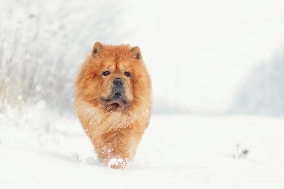 Cane Chow Chow nella neve che assomiglia a un leone