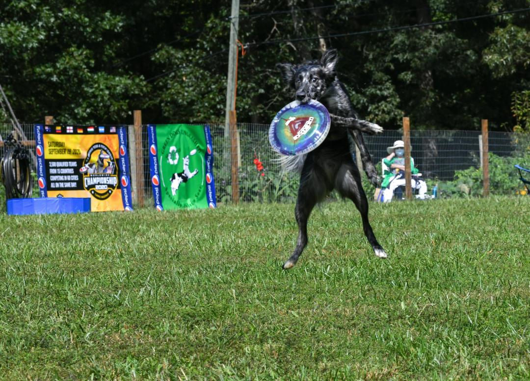 Cane in allenamento per gare di destrezza