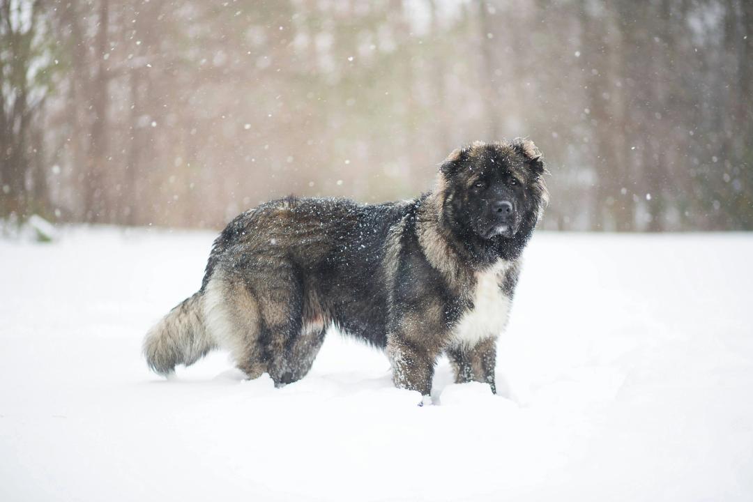 Leonberger nella neve