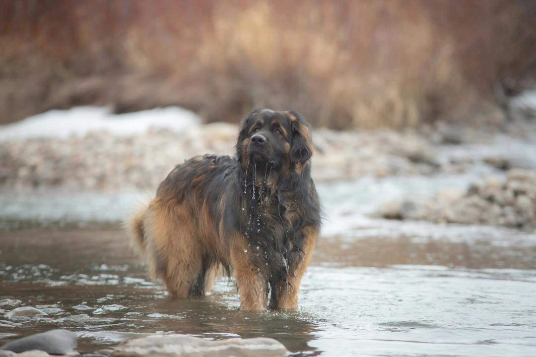 Leonberger